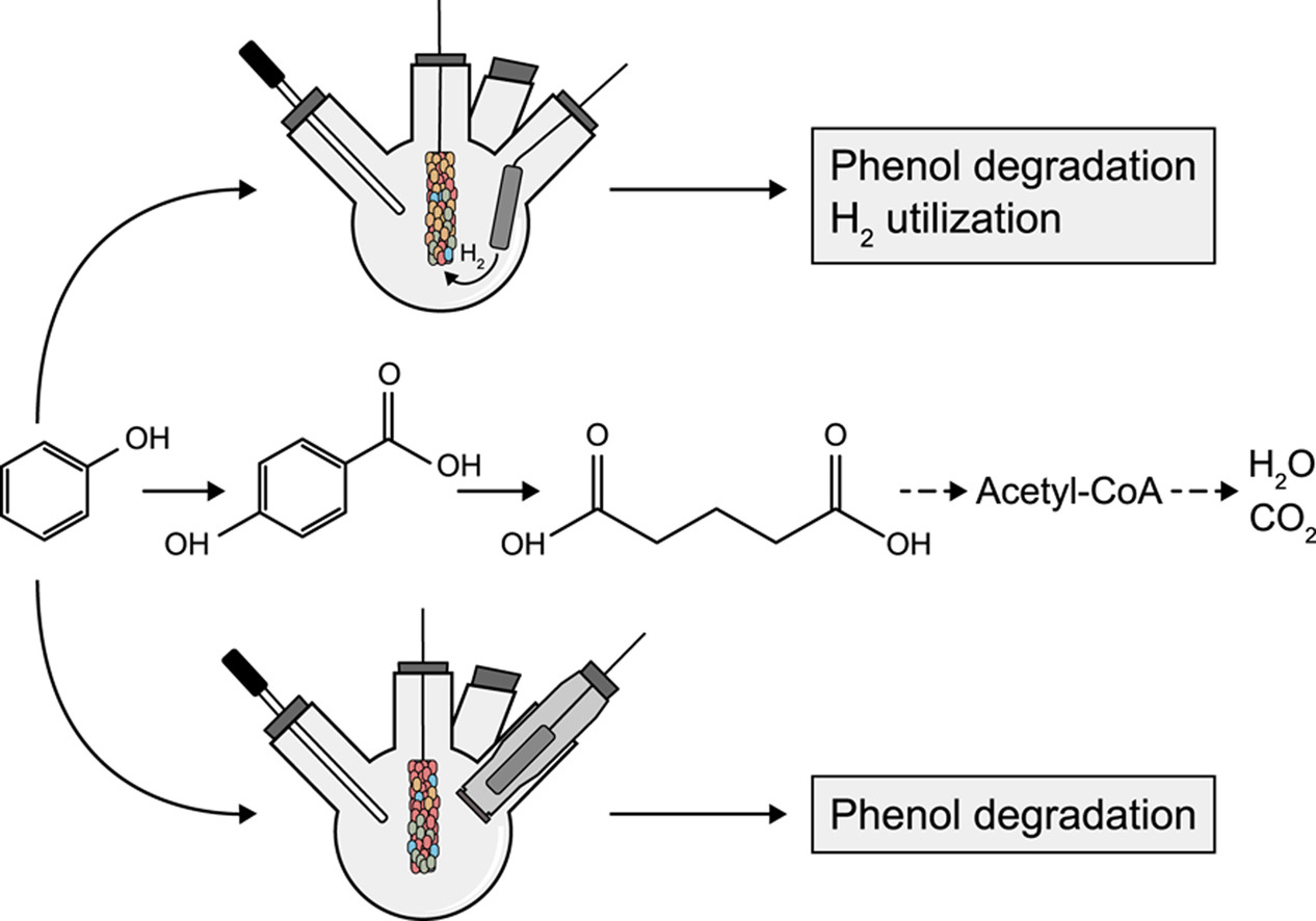 Grafik Phenolentfernung Dai et al/UFZ